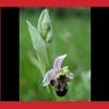 Orchidée Ophrys abeille réserve de la baie de st brieuc